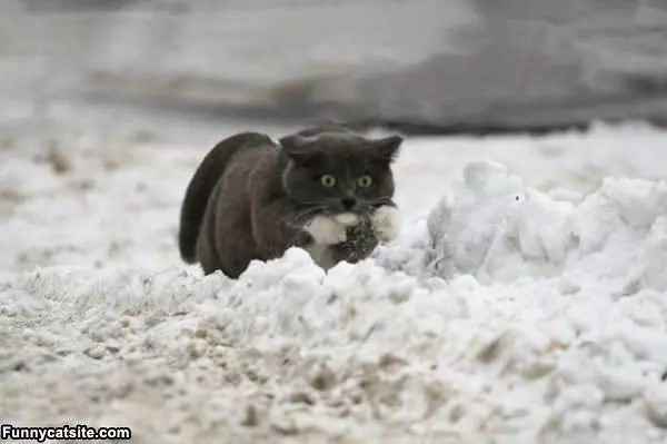 Ready To Attack