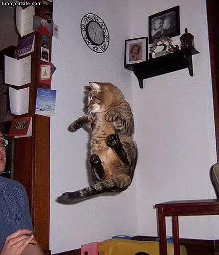 Hover Cat
