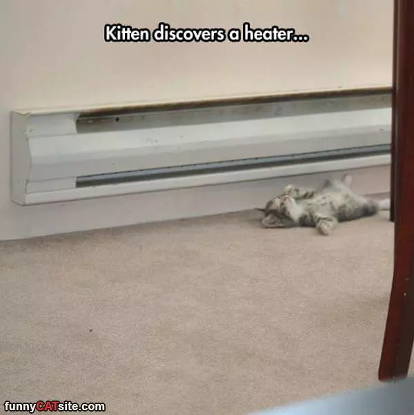 Kitten Finds The Heater