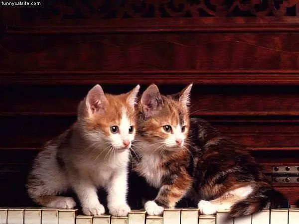 Piano Cats