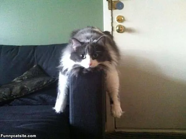 Couch Potato Cat
