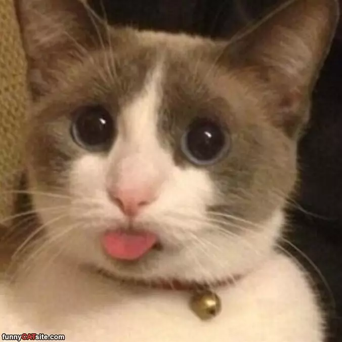 Derpy Derp