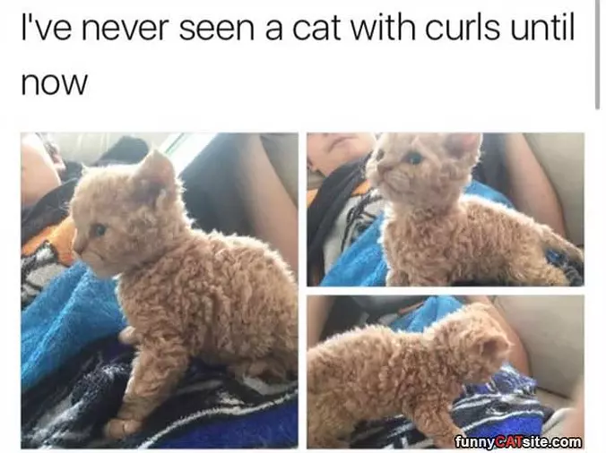 A Cat With Curls