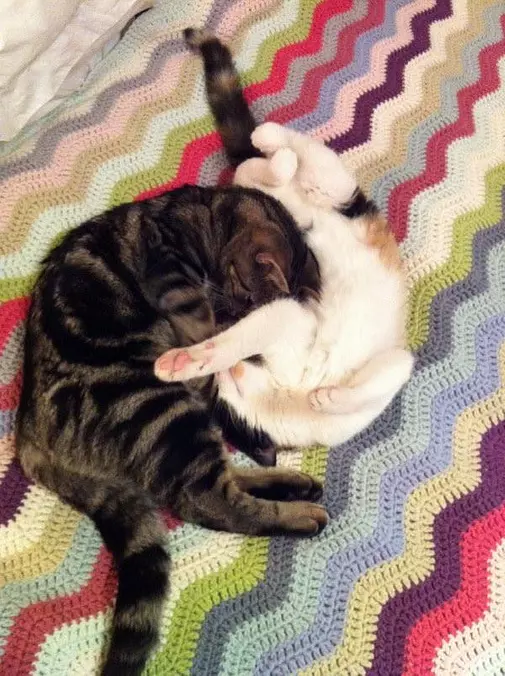 Very Cuddled Up