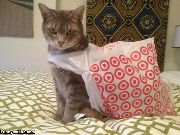 Target Cat
