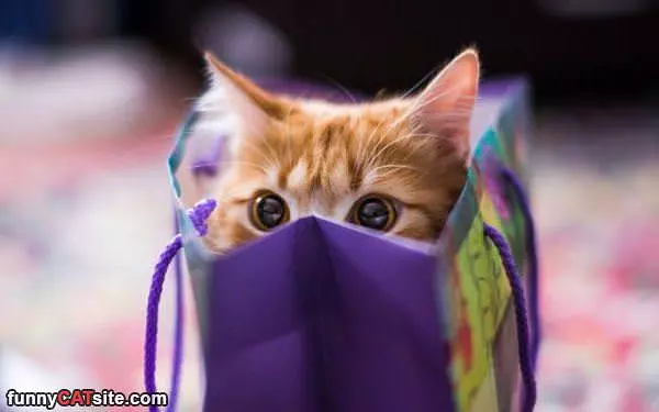 Hiding In The Bag