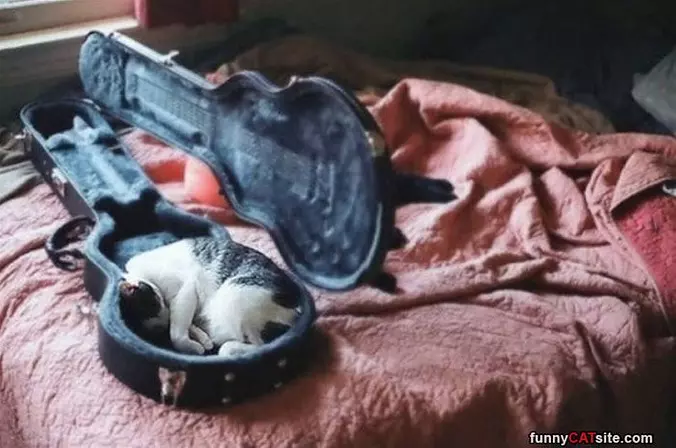 In The Guitar