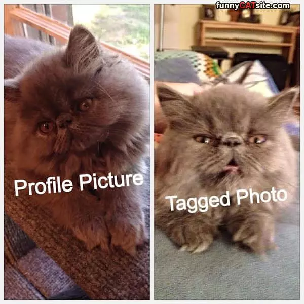 Profile Vs Tagged Photo