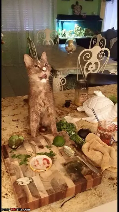 Feed Me More