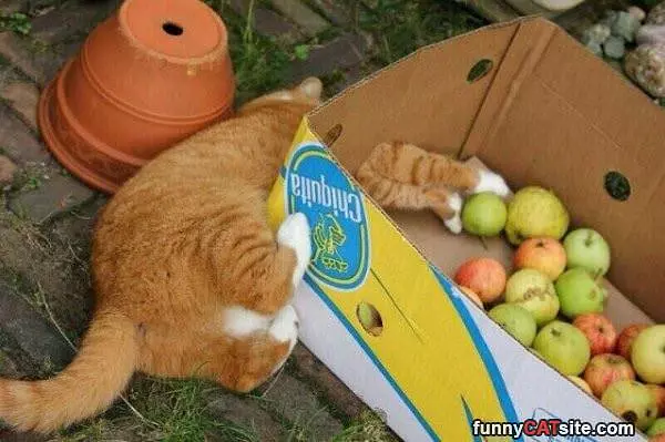 I Want That Thing