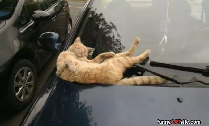 I Am A Windshield
