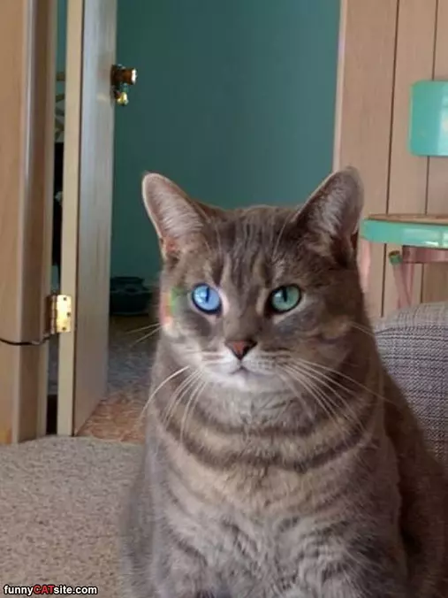 2 Different Eyes