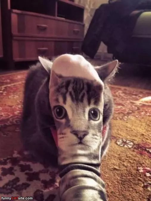 This Cat Face