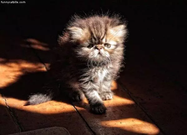 Hewwo