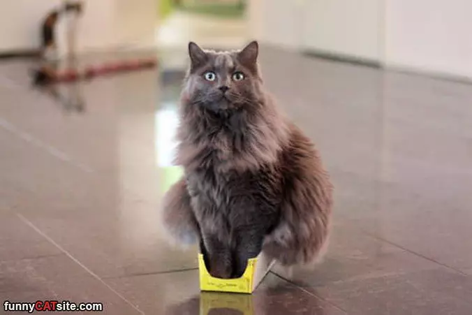 I Fit Perfectly