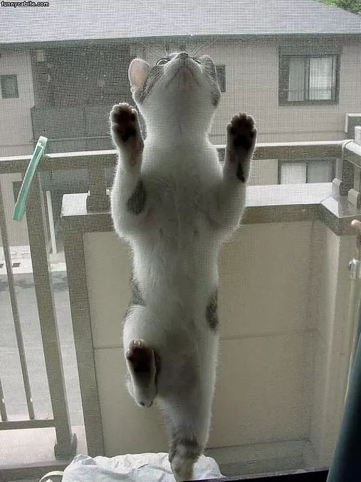 Climber