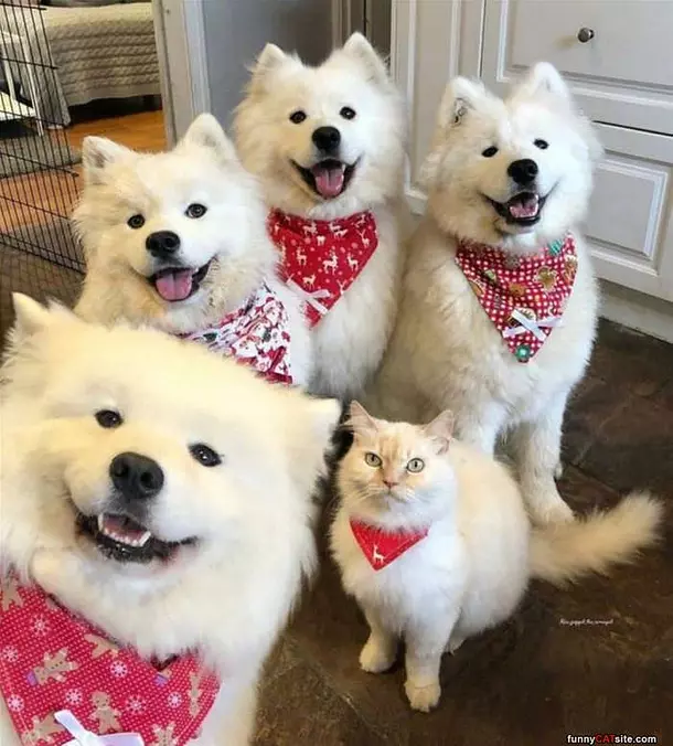 Me And The Boys