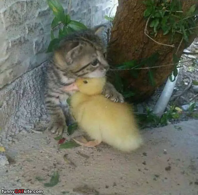 It Will Be Ok Little Buddy