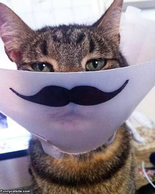 Like A Sir