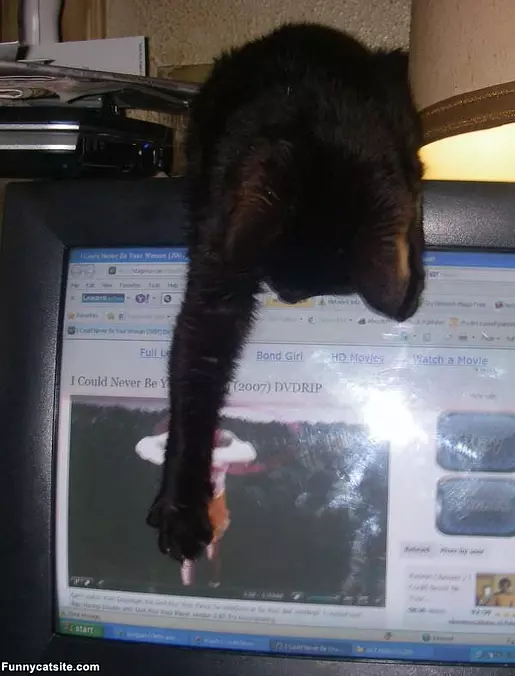Harley Playing With The Computer