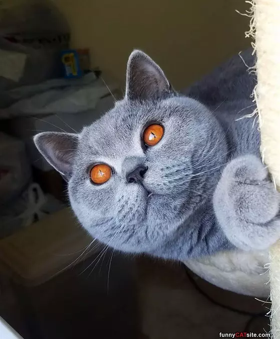 Big Yellow Eyes
