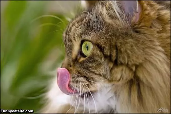 Lick My Own Face