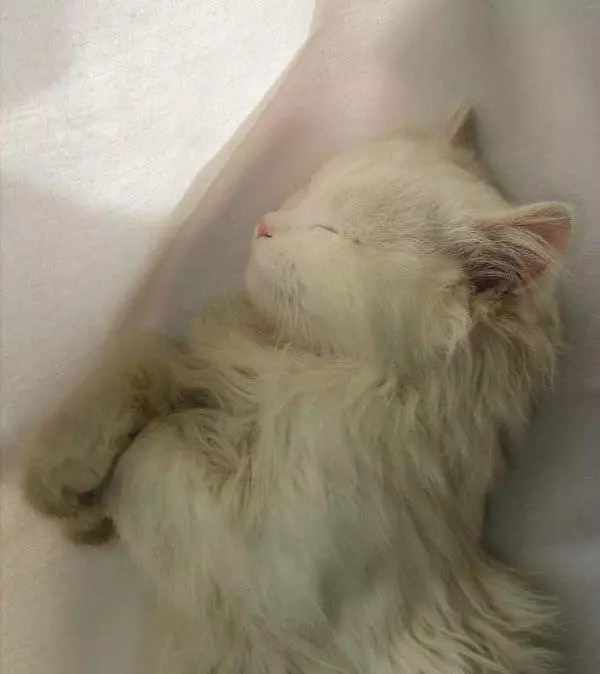 I Are Sleep