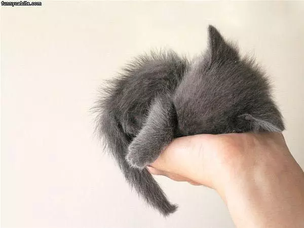 Palm Kitten
