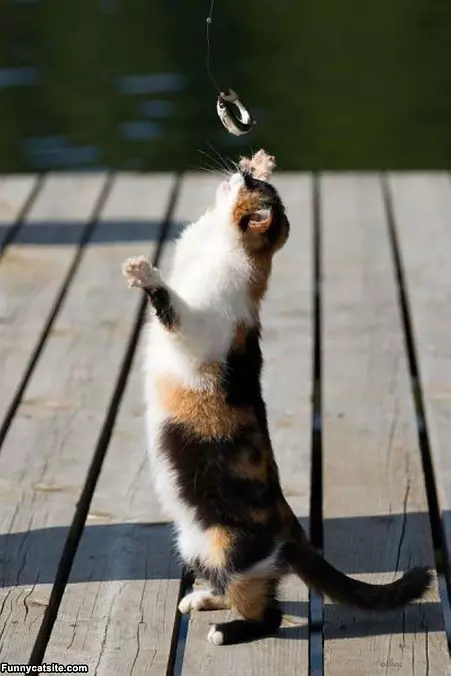 I Got It I Got It
