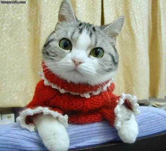 Cat Sweater