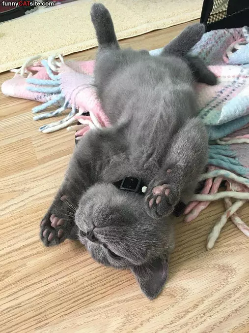 Taking A Nice Nap