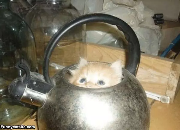 Team Pot Cat
