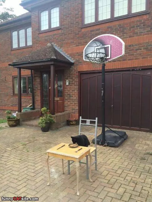 Hanging In The Driveway
