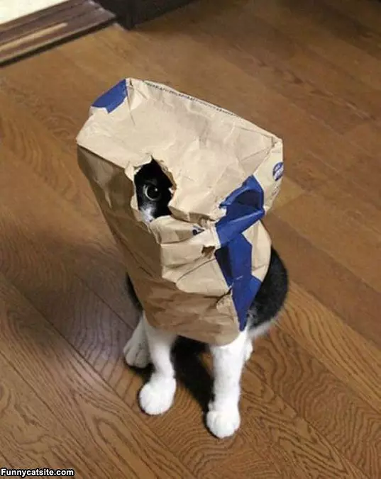 Robo Cat