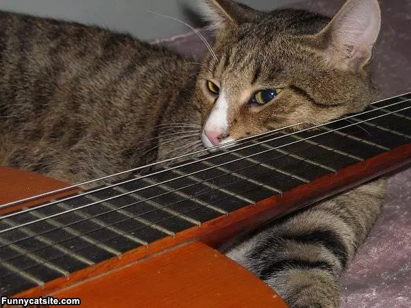 Guitar Cat