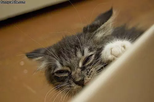 Quick Nap