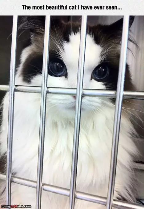 Beautiful Cat