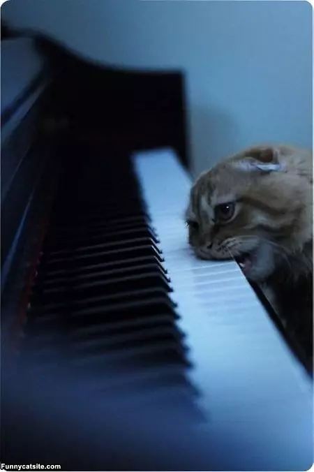 Piano Of Nom