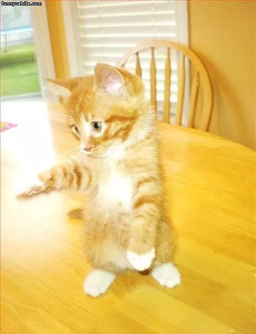 Hop Hop Hop