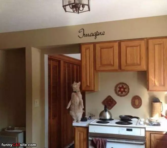 This Cat Is Doing Some Yoga