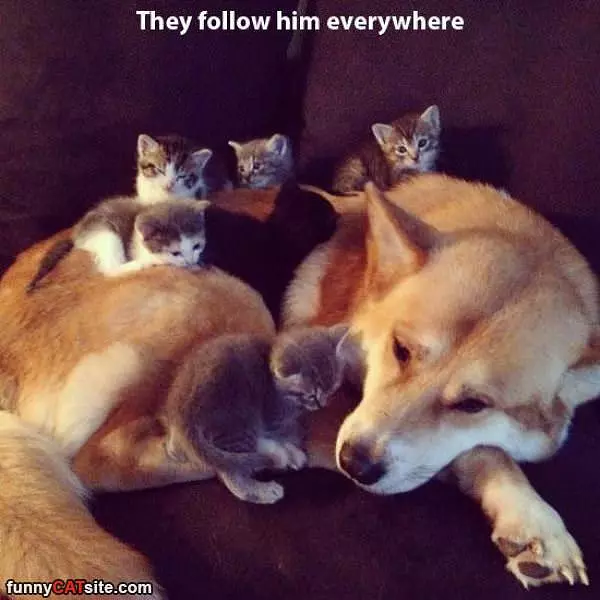 They Follow Him Everywhere