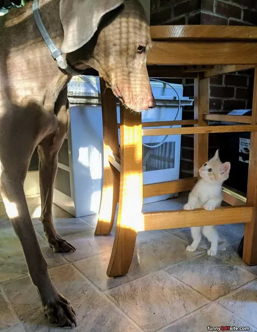 Excuse Me Sir