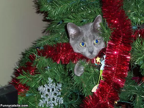 Christmas Cat