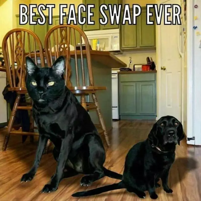 Best Face Swap Ever