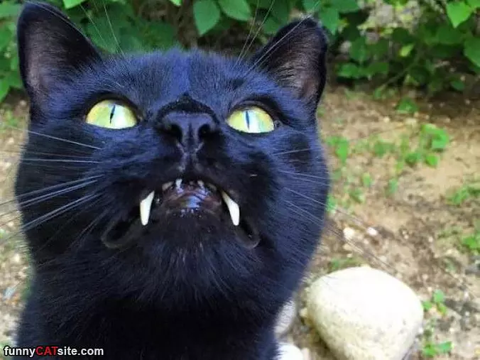 Nice Fangs