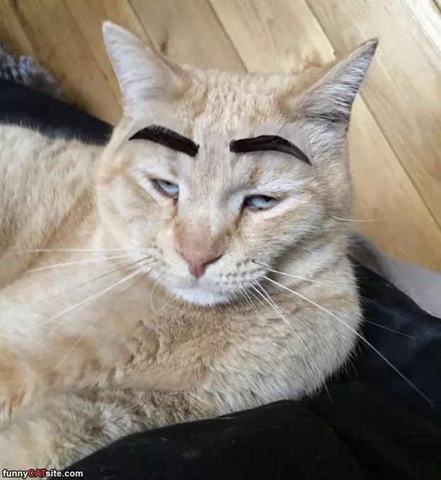 Nice Eyebrows