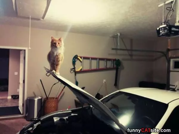 I Can Take A Look
