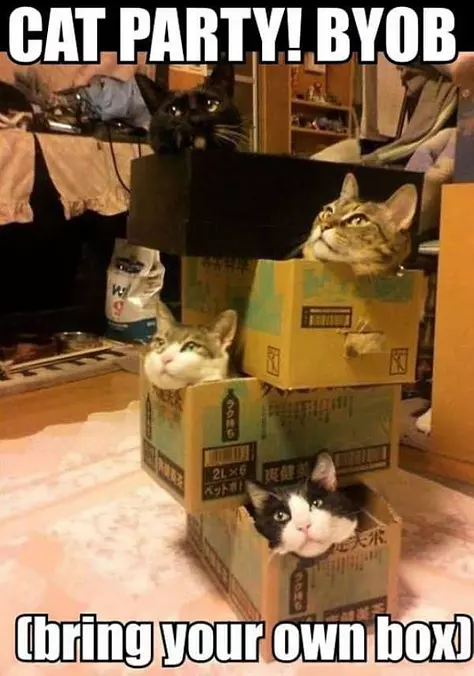 Cat Party