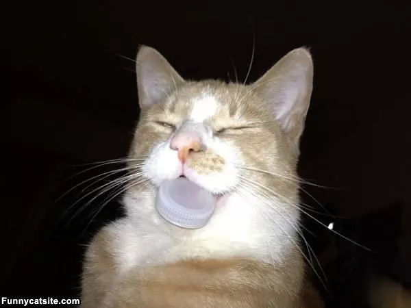 Nom Nom Nom Cap