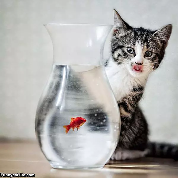 Yummmmmm Fish